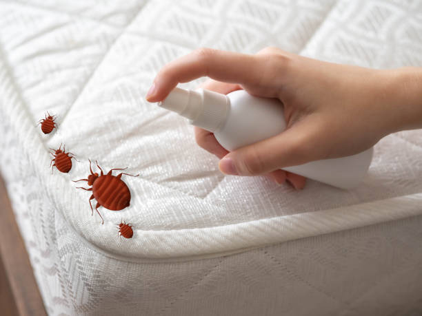 Best Spider Control Near Me  in Jeffersonville, OH